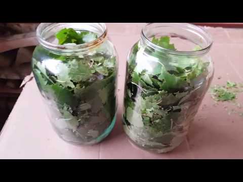 Видео: Масло березовое,помогающее при позвоночной грыже. 2 части сразу.