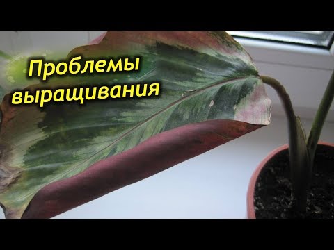 Видео: Сохнут и скручиваются листья у Калатеи, почему и что делать!