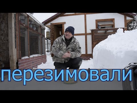 Видео: ПОЧЕМУ Я НЕ ПРОДАЮ ГОЛУБЕЙ. ВЕСНА. Читаем "Лесную Газету" В.Бианки