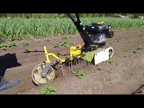 Видео: Бур'яни на картоплі не проблема!