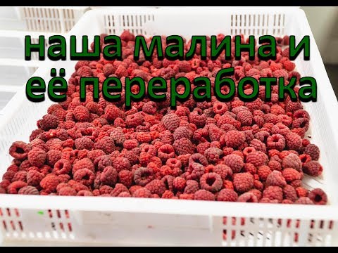 Видео: Как происходит переработка нашей органической малины.