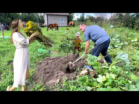 Видео: ЖИЗНЬ В СЕЛЕ🏡ОЧИЩАЕМ ЗАБРОШЕННЫЙ УЧАСТОК. САЖАЕМ САД. НОВЫЙ ЗАБОР ДЛЯ ЛОШАДЕЙ.