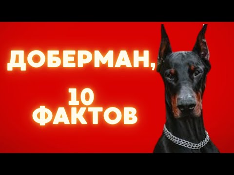 Видео: ДОБЕРМАН 10 ФАКТОВ🔥🔥