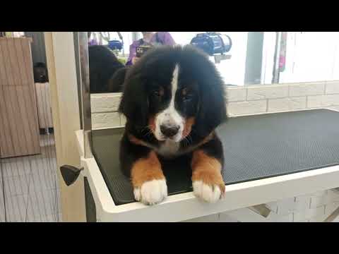 Видео: Щенок бернского зкненнхунда 3 месяца