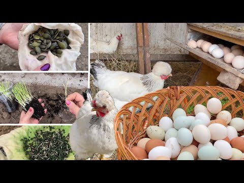 Видео: КУРЫ УМЕЮТ ЖДАТЬ Это Важный День В Году