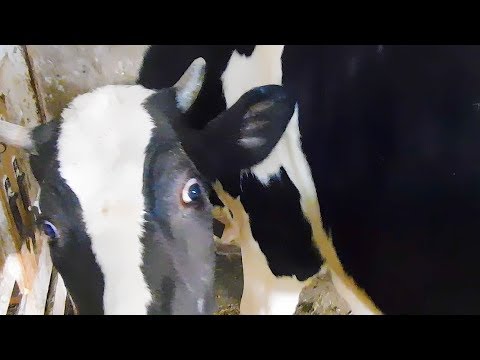 Видео: "ХИМИЧЕСКАЯ" КОРОВА? ПОЧЕМУ ГОЛШТИНЫ НЕ ПРЕДНАЗНАЧЕНЫ ДЛЯ ЛПХ? ПРОБЛЕМЫ С ПОРОДИСТЫМИ ЖИВОТНЫМИ.