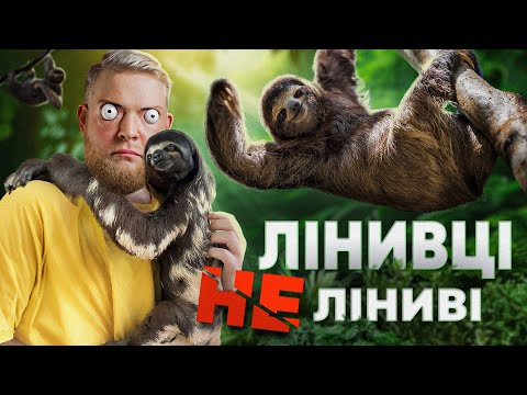 Видео: Не Ліниві Лінивці!