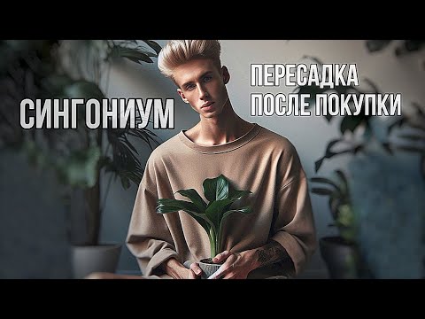 Видео: СИНГОНИУМ - разговорная пересадка / уход и содержание / 🐛ЧЕРВИ В ГОРШКЕ!🤢🍃