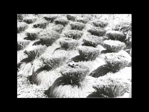 Видео: Журнал «Армия-флот», № 15, 1943 г.