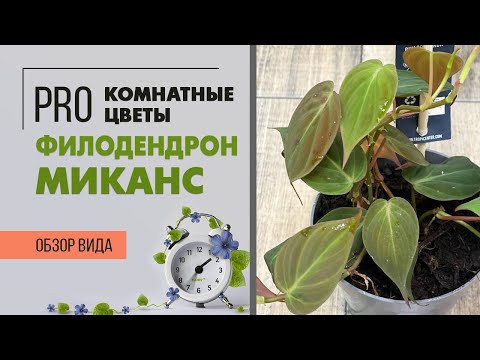 Видео: Филодендрон Сканденс Миканс - нежная бархатная лиана. Стоп суеверия