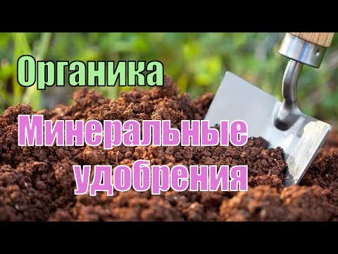 Видео: Основное внесение минеральных и органических удобрений под малину и ежевику