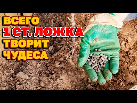 Видео: Безопасные удобрения на весь сезон для богатого урожая  @obovsemsmarusya