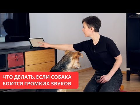 Видео: Что делать, если собака боится громких звуков