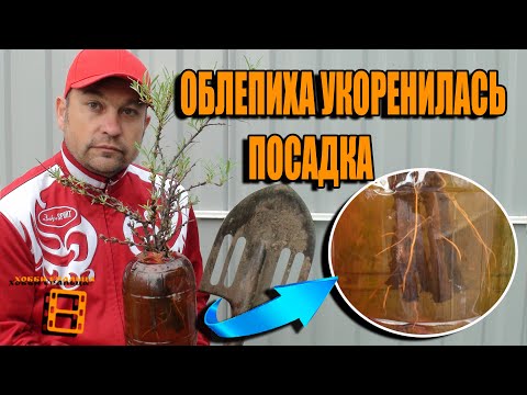 Видео: РАЗМНОЖЕНИЕ ОБЛЕПИХИ ЧАСТЬ 2. ОБЛЕПИХА УКОРЕНИЛАСЬ, ПОСАДКА ОБЛЕПИХИ. САД (ОГОРОД) И ТЕПЛИЦА
