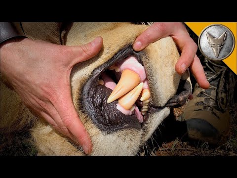 Видео: Епична битка с краля на саваната! Африкански лъв в Brave Wilderness Български