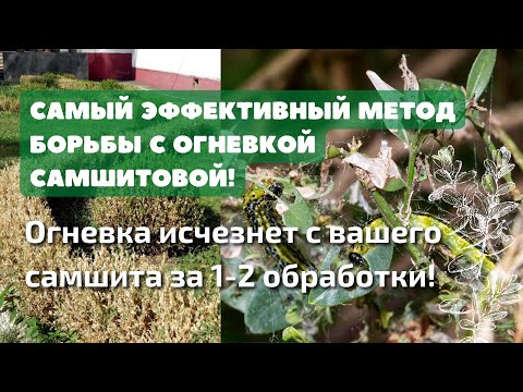 Видео: Как избавиться от огневки самшитовой - самый эффективный способ!