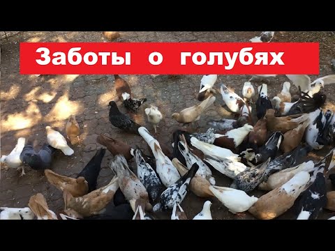 Видео: Повседневные заботы о голубях. Решаем вопросы в голубином хозяйстве.