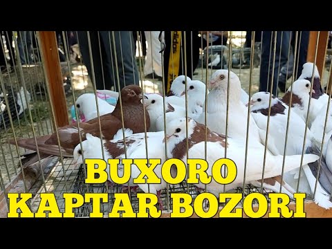 Видео: BUXORO KAPTAR BOZIRI БУХОРО КАПТАР БОЗОРИ 05 06 2022