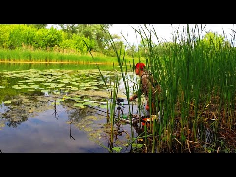Видео: 🐟ТЯГАЮ КАРАСІВ на ПОПЛАВОК на ВЕЧЕРКІ!!🎣 Ловля карася!