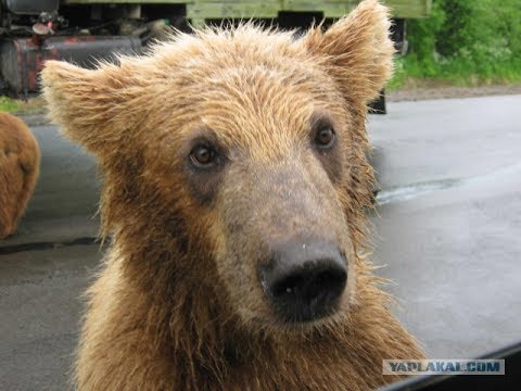 Видео: Камчатка   Небольшое путешествие из Елизово в с Мильково