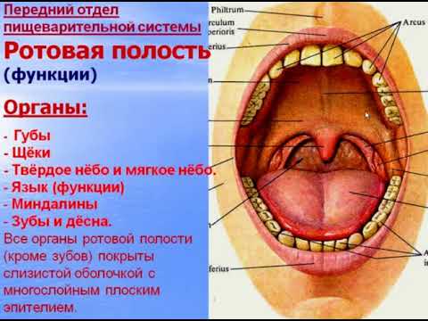 Видео: Пищеварительная система - 1. Видео лекция С.М.Зиматкин (19)