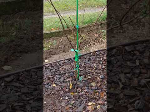 Видео: 20 октября 2025 г.