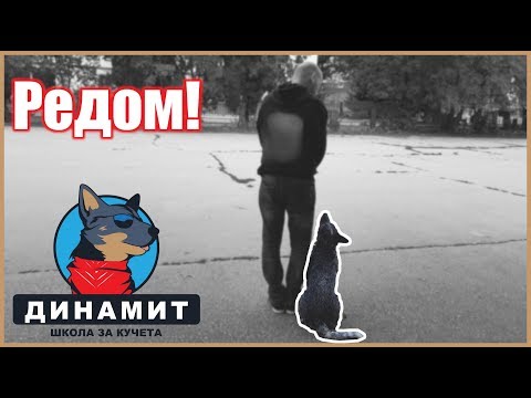 Видео: Как да научим кучето на Редом / ред? (част 1)