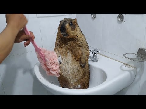 Видео: сурок получает удовольствие от хлопковой пальмы, принимая ванну