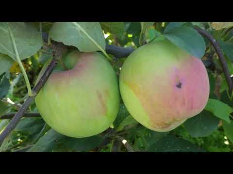 Видео: Сибирские яблоки 2019г. Проверенные сорта яблонь для Сибири.
