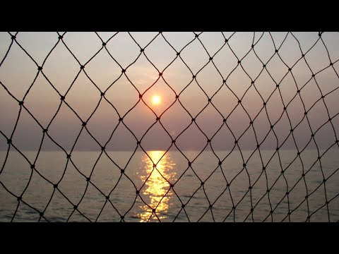 Видео: Рыбалка сетями или промысловый лов рыбы. Крупная рыба в крупные сети. Богатый улов! Видео 2020.