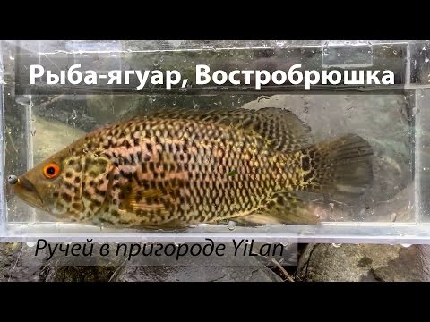 Видео: Река 冬山河, Тайвань. Рыба-ягуар (珍珠石斑) и Востробрюшка (烏尾冬) на нано джиг и микро силикон. 2017/04.