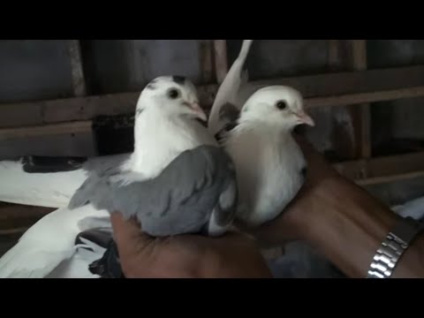 Видео: Терміновий розпродаж голубів