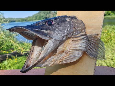 Видео: Как сделать  чучело из щучьей головы...