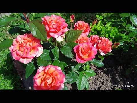 Видео: Розы. Пик первой волны 2024
