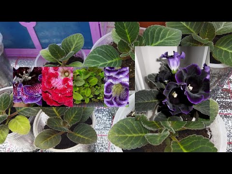 Видео: Как вырастить глоксинии из семян. Первая пикировка глоксинии. Часть2    #глоксинииизсемян #глоксиния