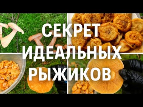 Видео: Осенний день в лесу и вкусные рыжики в кляре 🍄— объедение!