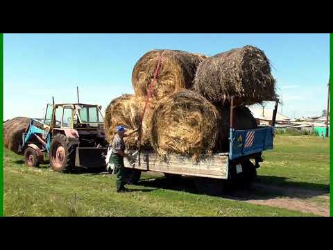 Видео: Как заработать в деревне продаю старое сено узбекам Бажениты