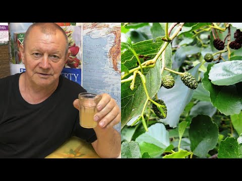Видео: Тестостерон - ольховый 🍺 фермент (квас)  по классическому рецепту Болотова Б. В. из шишек 🍃 ольхи.