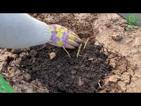 Видео: Весенняя посадка роз. 2 способа классическая и "сырая" посадка. Питомник 🌹 и 🌲 Е. Иващенко