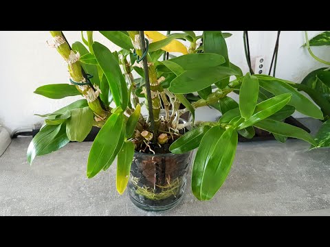 Видео: 112. ДЕНДРОБИУМ когда отправлять на ЗИМОВКУ? Когда прекращать ПОЛИВ? Как добиться ЦВЕТЕНИЯ?