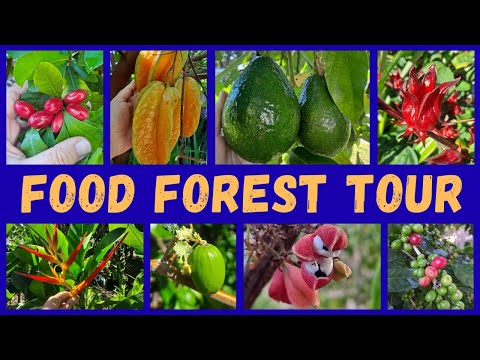 Видео: Более 100 фруктовых деревьев на 0,17 акрах земли в Тампе Парадайз 🌿 Тур в октябре 2025 года