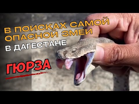 Видео: В поисках «Гюрзы» самой опасной змеи.