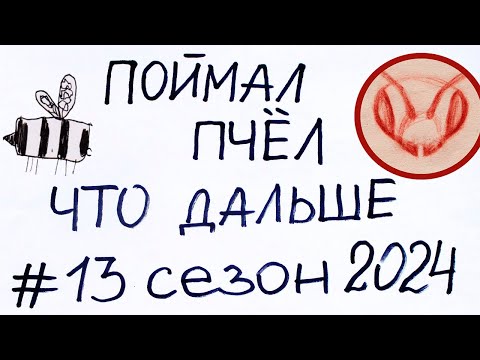 Видео: Поймал бродячий рой.  Планирую, что дальше делать с пчёлами