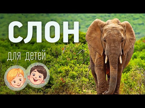 Видео: Слон. Видео про животных для детей 3+