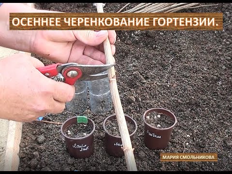 Видео: Осеннее черенкование гортензии .