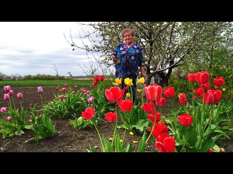 Видео: В селе у СВЕКРУНЬКИ  /Капельный полив  /