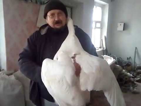 Видео: Размеры моих племенных гусей породы Датский легарт.