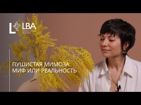 Видео: КАК СОХРАНИТЬ МИМОЗУ СВЕЖЕЙ | LBA СОВЕТЫ