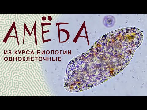 Видео: Биология. Амеба обыкновенная (амеба протей). Amoeba.