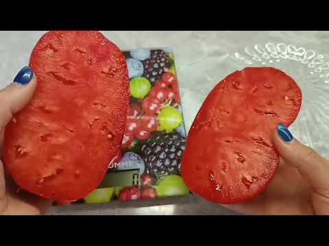 Видео: ОБЗОР ТОМАТОВ И ДЕГУСТАЦИЯ √1. 🍎. 2025.